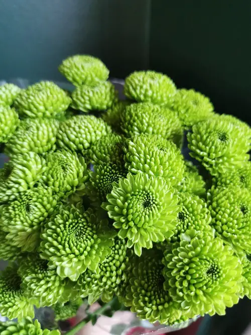 top Best Green Chrysanthemum Varieties and Meaning