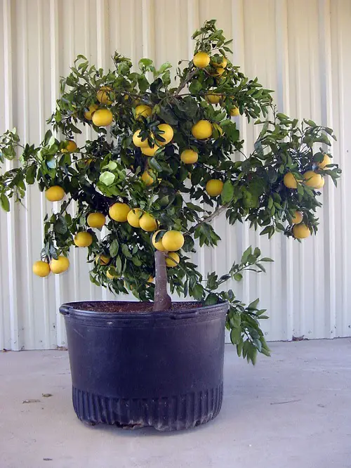  Lemon Tree Varieties for Containers