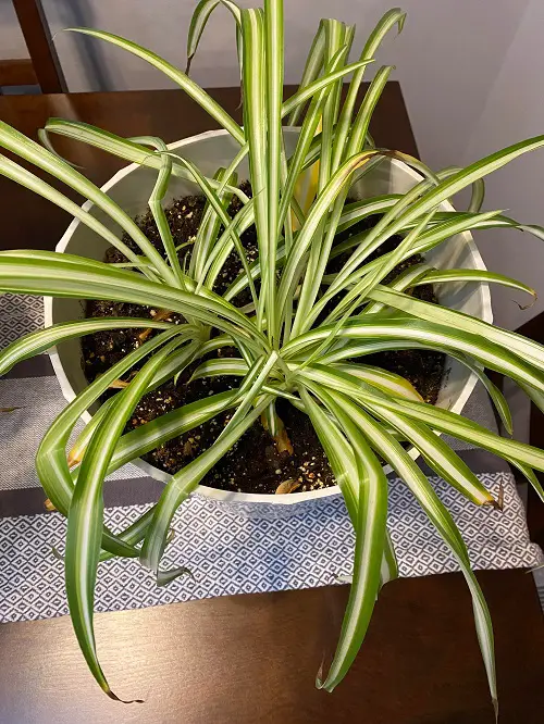 Spider Plant Brown Tips poor daranige