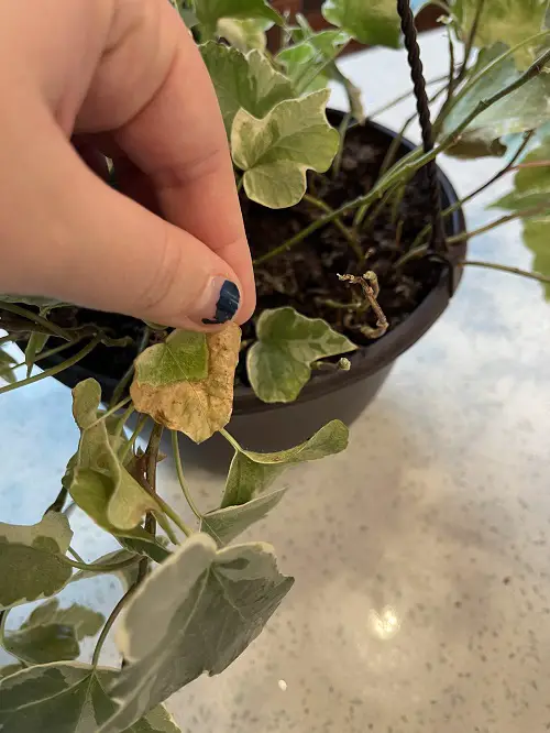 Prune and Remove Minor Infestations