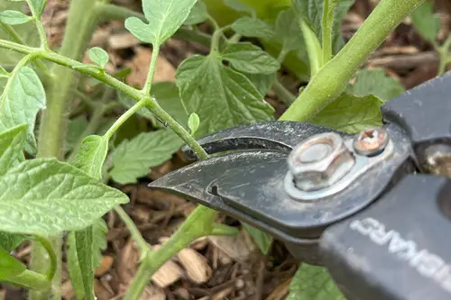 Pruning and Spacing to Prevent Slugs and Snails in the Garden 7
