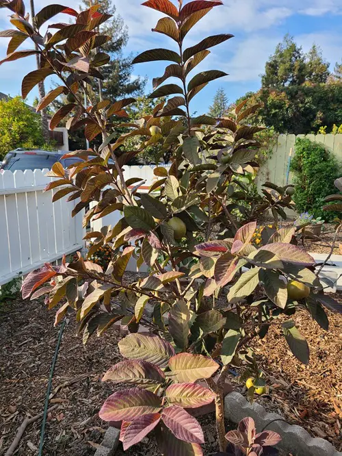 Best Trees With Red Leaves All Year