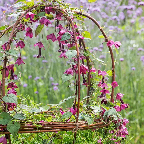 Best Vines with Pink Flowers 