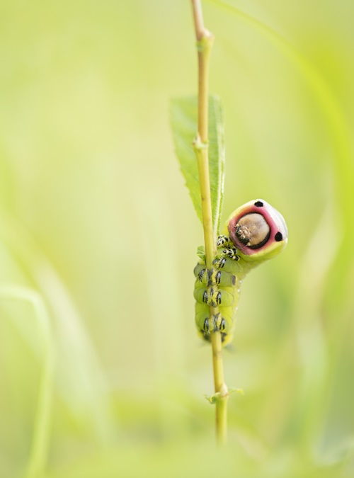 best Big Green Poisonous Caterpillars