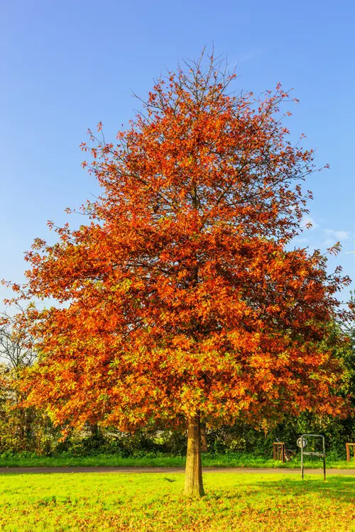 top Best Trees With Red Leaves All Year