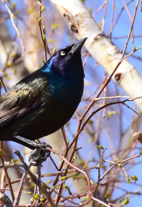 Blue Birds in Michigan With name 