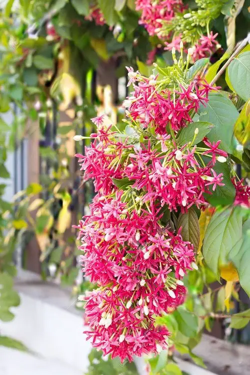 little Stunning Vines with Pink Flowers