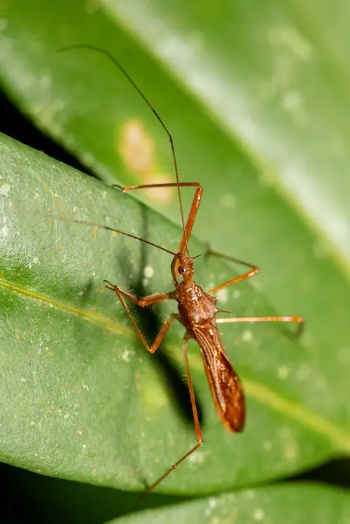 Bed Bug-Looking Bugs 
