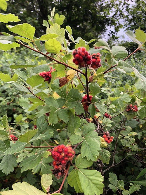 Fragrant Sumac Plants with Three Leaves 11