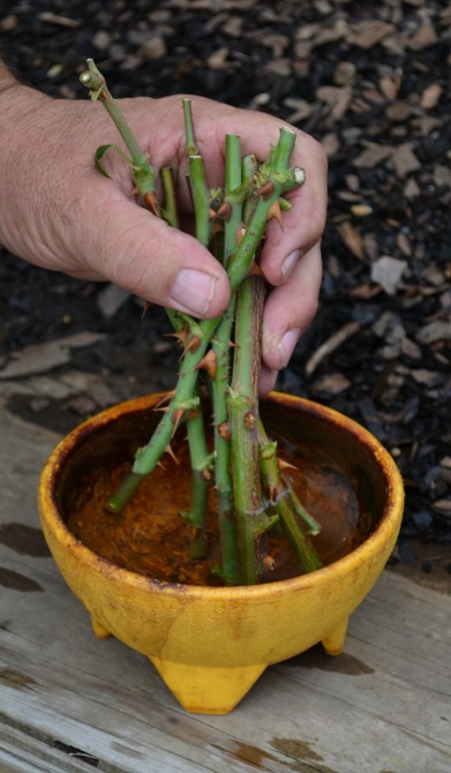 best Houseplants You Can Grow with Items from Supermarkets