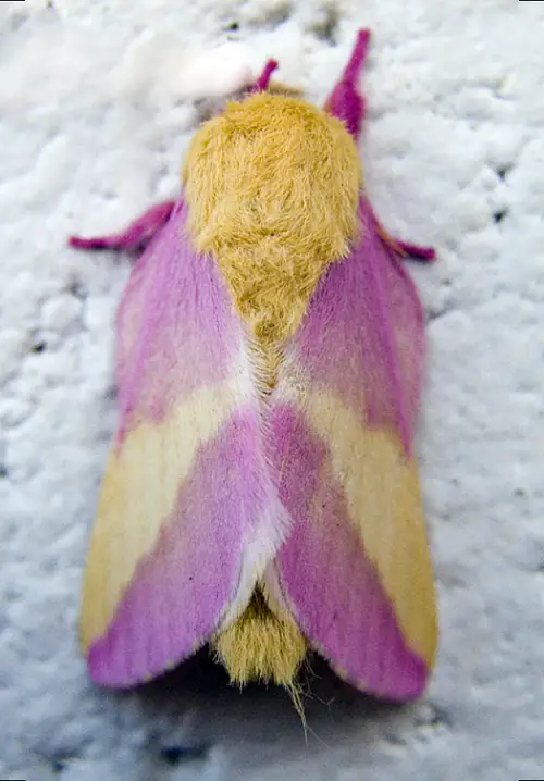 colourul Fluffy Moths
