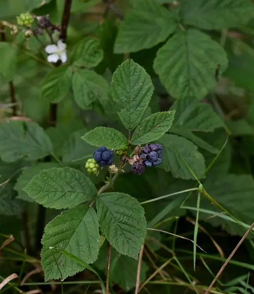 best Plants with Three Leaves