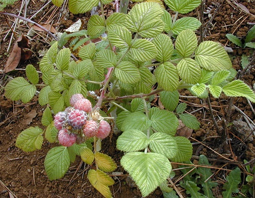 Blackberry Poison Ivy Look Alike Plants with Three Leaves 2
