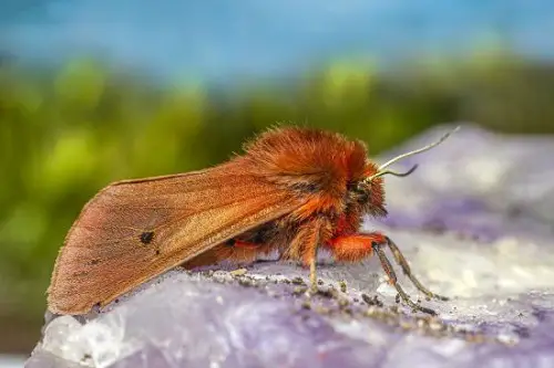 Fluffy Mothsin rock