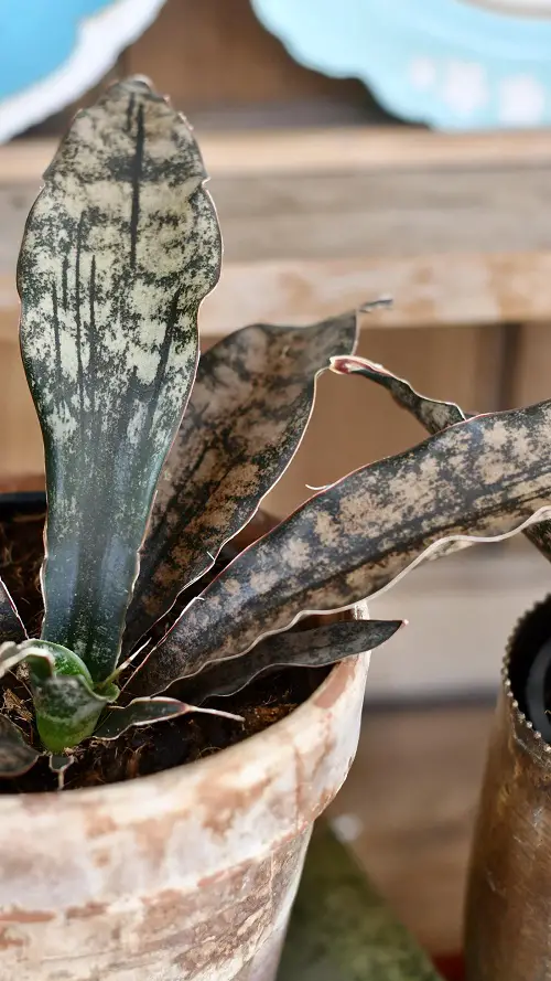 best Spectacular Black Snake Plants