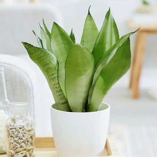Stunning Variegated Snake Plants