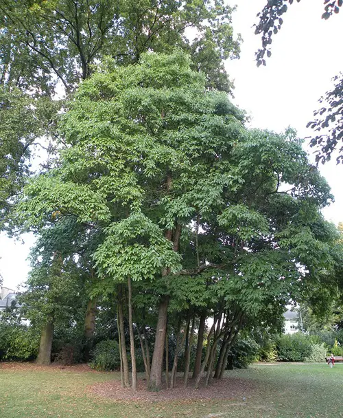 amazing Trees That Start With S 35