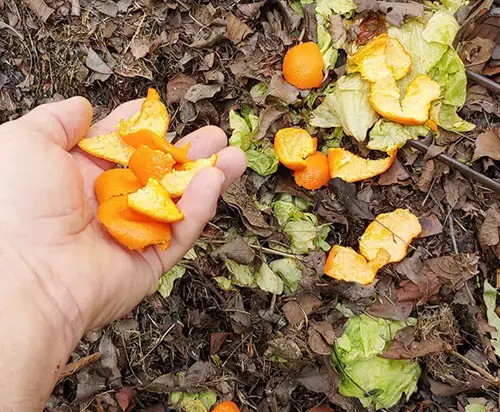 Scatter Citrus Peels to Prevent Slugs and Snails in the Garden 17