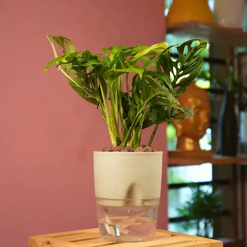 Create a Self-Watering Planter