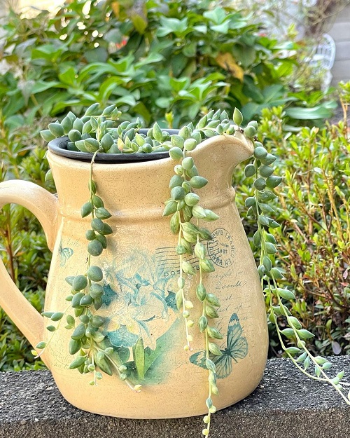 best Succulents That Look Like Peas