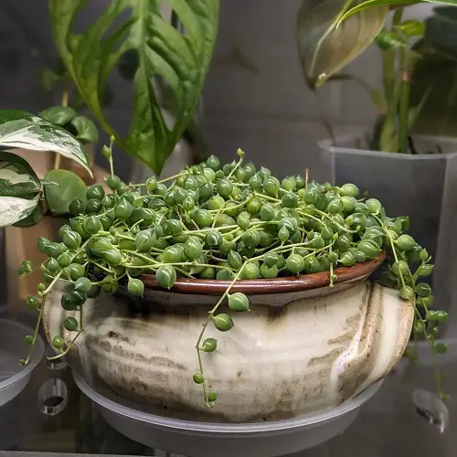Plants for Shallow Pots 8