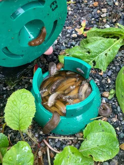 Set Up Beer Traps to Prevent Slugs and Snails in the Garden 5