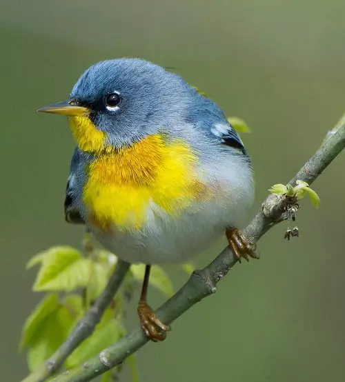 Blue Birds in Michigan in stem
