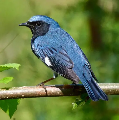 best Blue Birds in Michigan