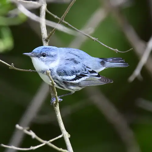 Blue Birds in Michigan