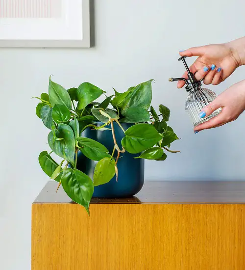 watering or misting philodendron plant