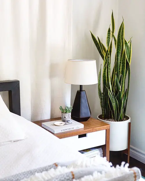  indoor snake plants for Restful Sleep 12