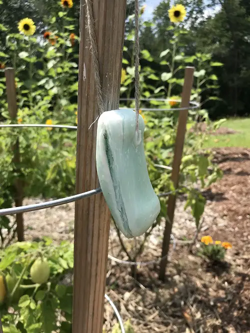 Preventing Deer Damage to Tomato Plants