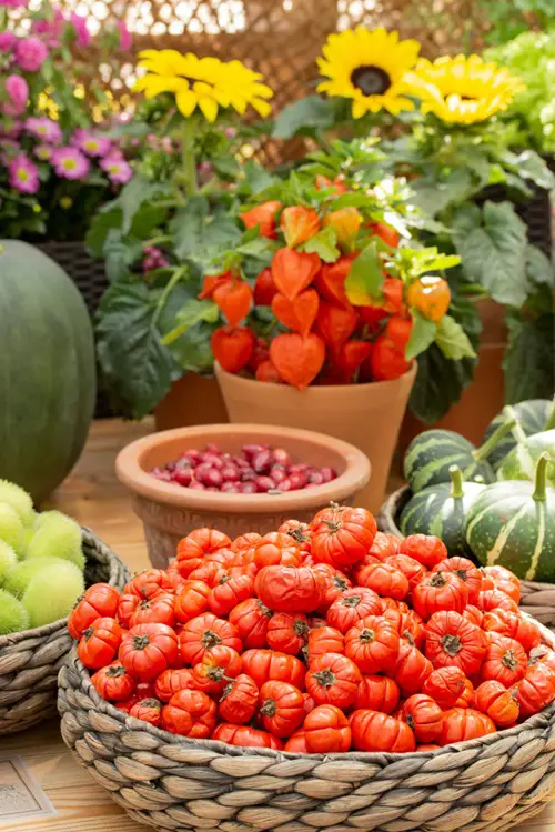 'Z'-Starting Vegetables