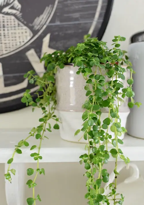Lookalikes of Creeping Charlie in plants