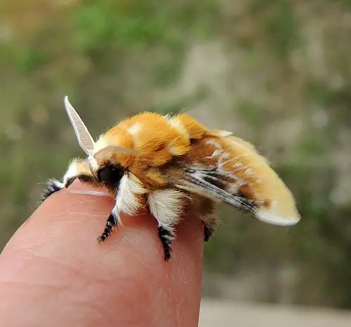 best Fluffy Moths