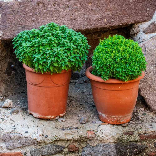Herbs with Shallow Roots for Small Pots and Limited Space Garden