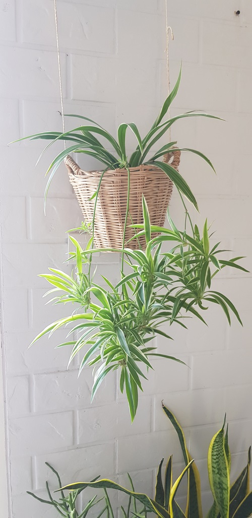 Repurposed Wooden Basket for Spider Plants