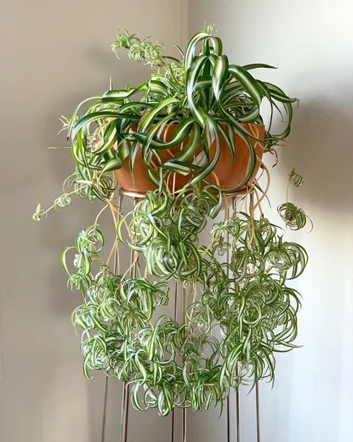 Spider Plant Waterfall