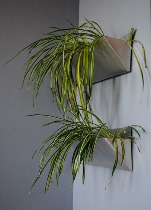 Spider Plant Wall Decor Contemporary Metal Wall Planters