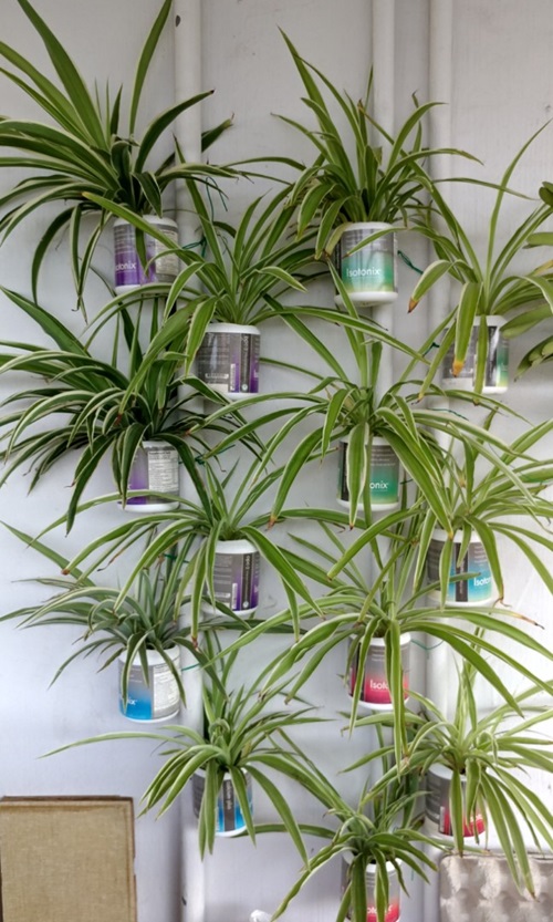 Spider Plant Wall Decor with Old Paint Boxes