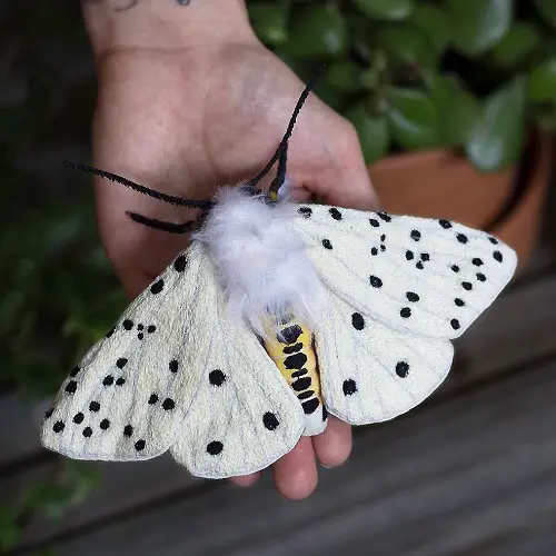 White and black Fuzzy Moths 7