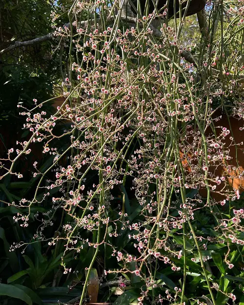 String of Stars Plant 2