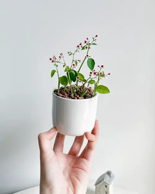 String of Stars Plant