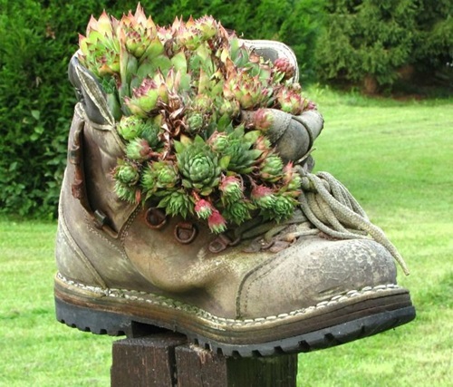Succulents in Old Boots