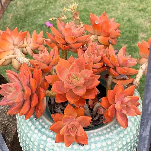 Orange Succulents in pot