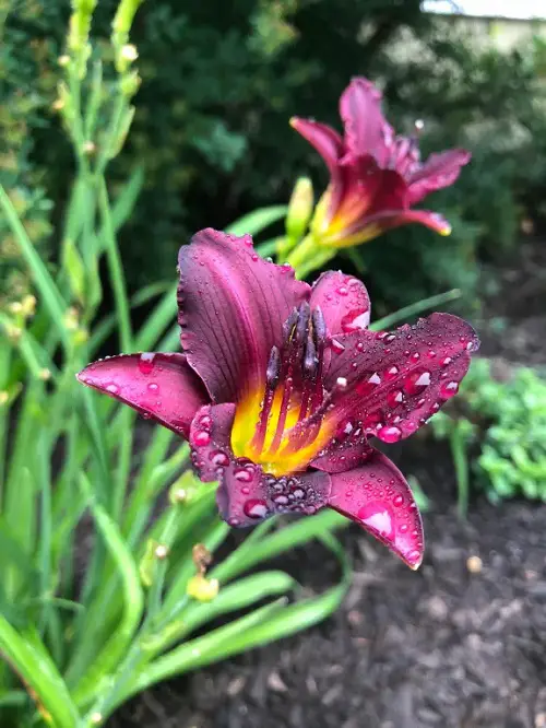 Chocolate Color Flowers 19