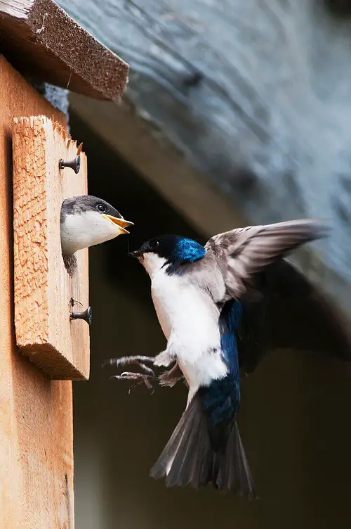 Blue Birds 7
