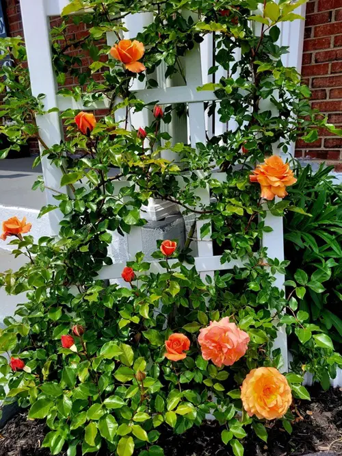 Essential Rose Care Tips Harnessing the Benefits of Mulch