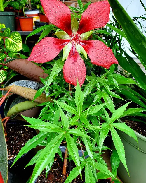 Plants that Look Like Marijuana 6
