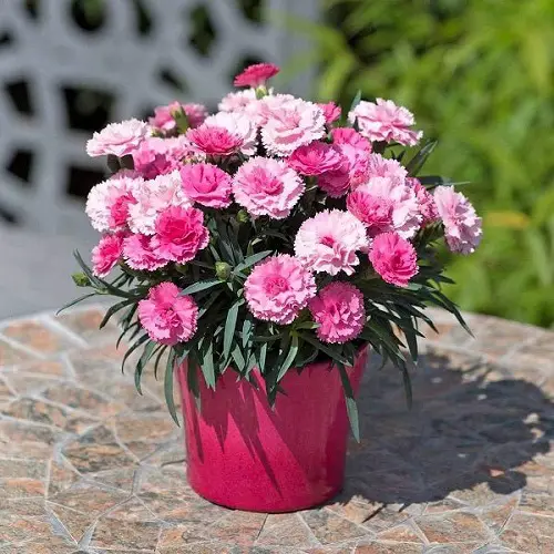 Pink Carnation Meaning